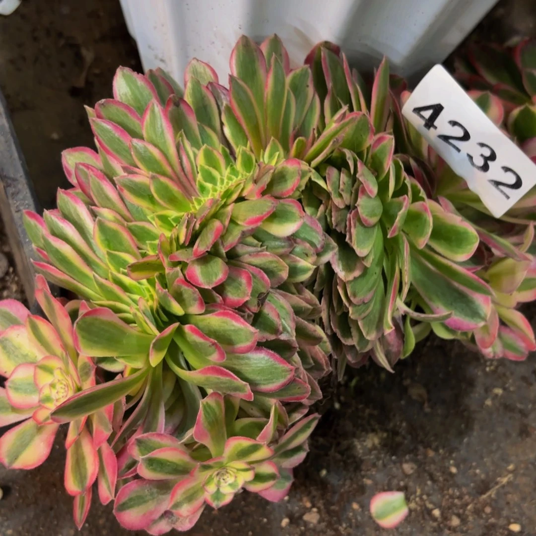 4232多肉植物倾城缀