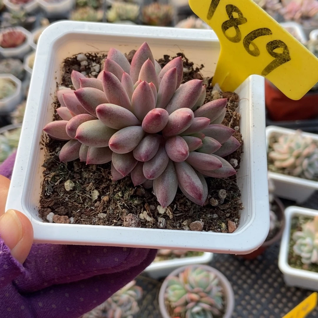 1869虞美人多肉植物多肉
