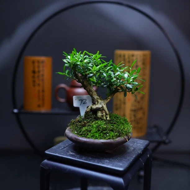 编号72贵米黄杨大树型贵州米叶黄杨茶台小品中式绿植包邮