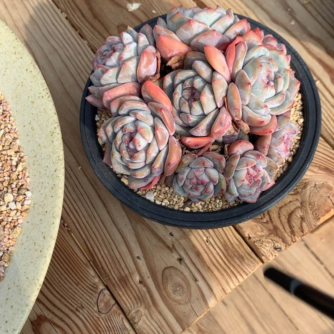 小*吖小新突尼斯发货多肉