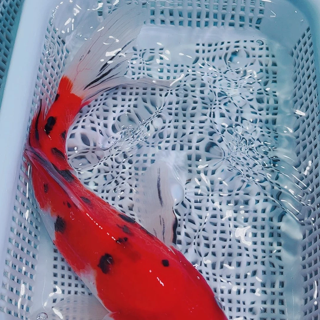 锦鲤锦鲤冷水鱼观赏103