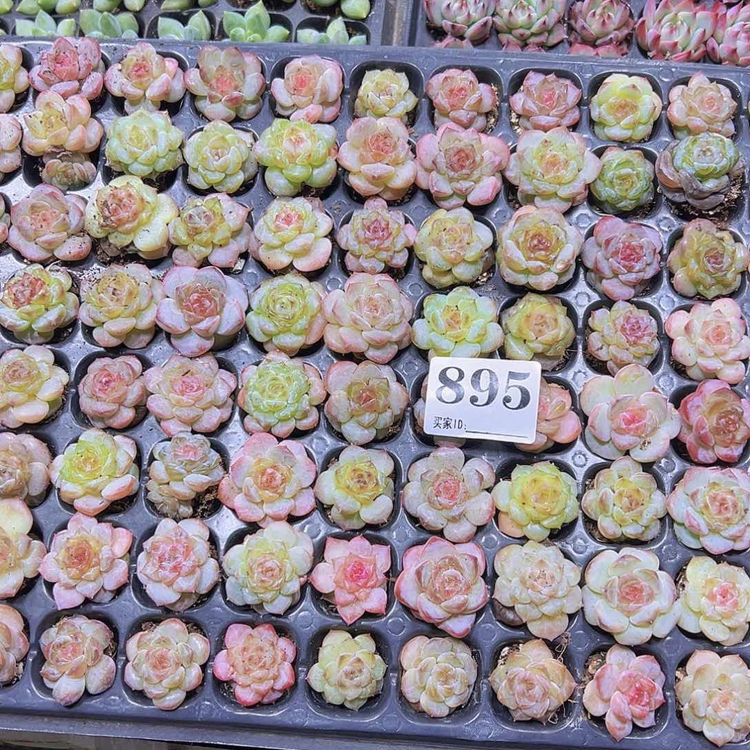 895精品珍妮糖心7个19包邮