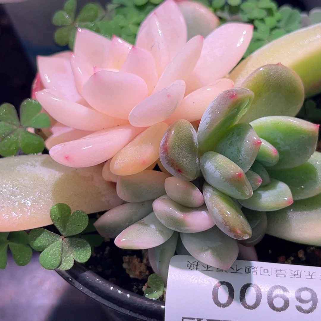 多肉特价梦露锦6900