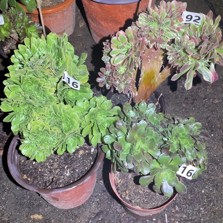 14厘米左右3颗小缀组合