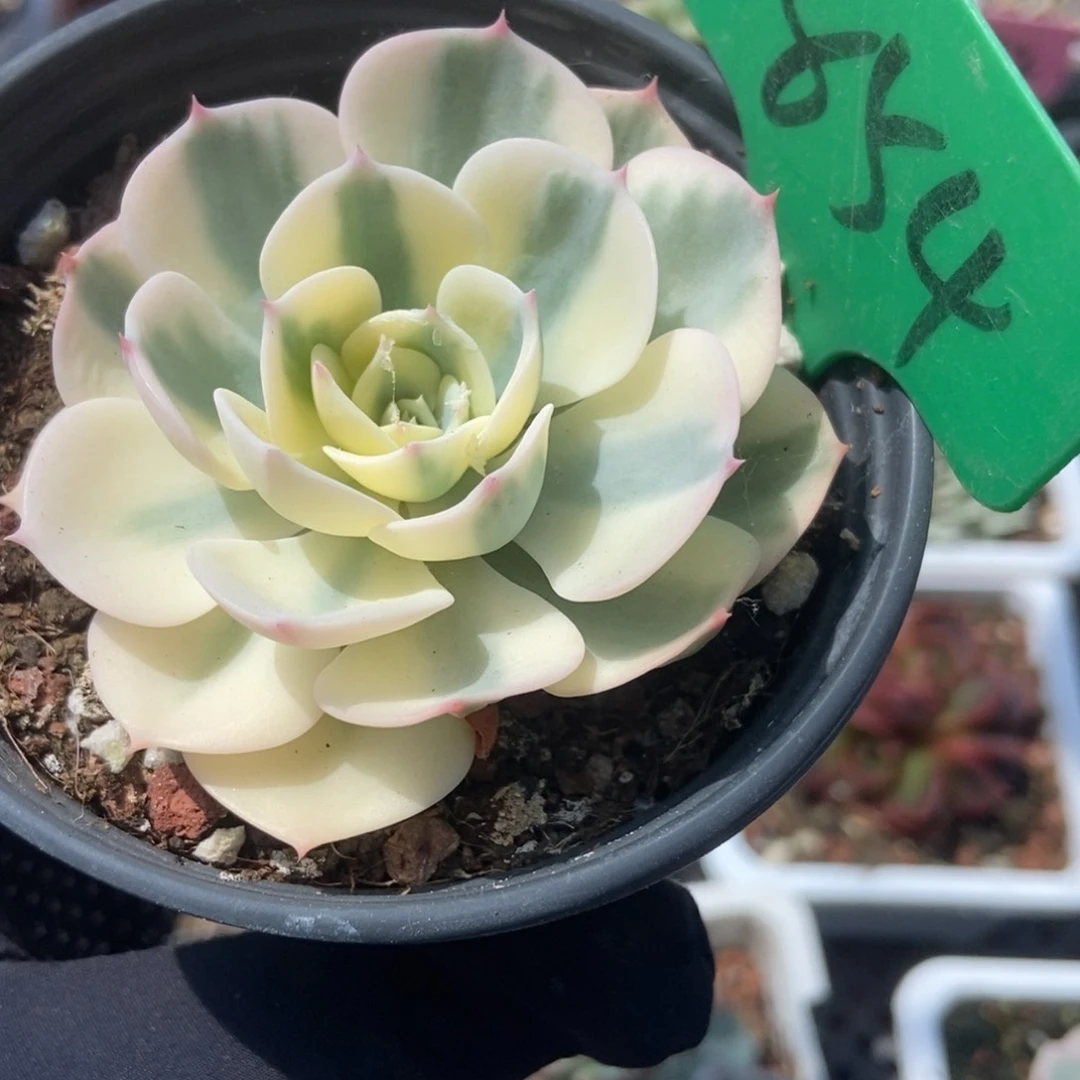 854玉蝶锦多肉植物保护