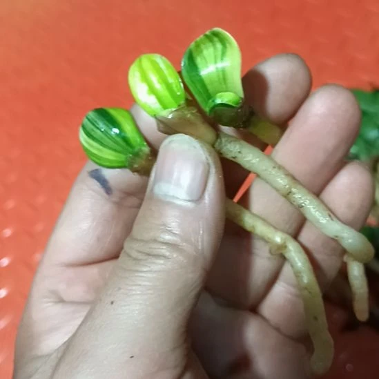 君子兰小苗君子兰小苗君子兰