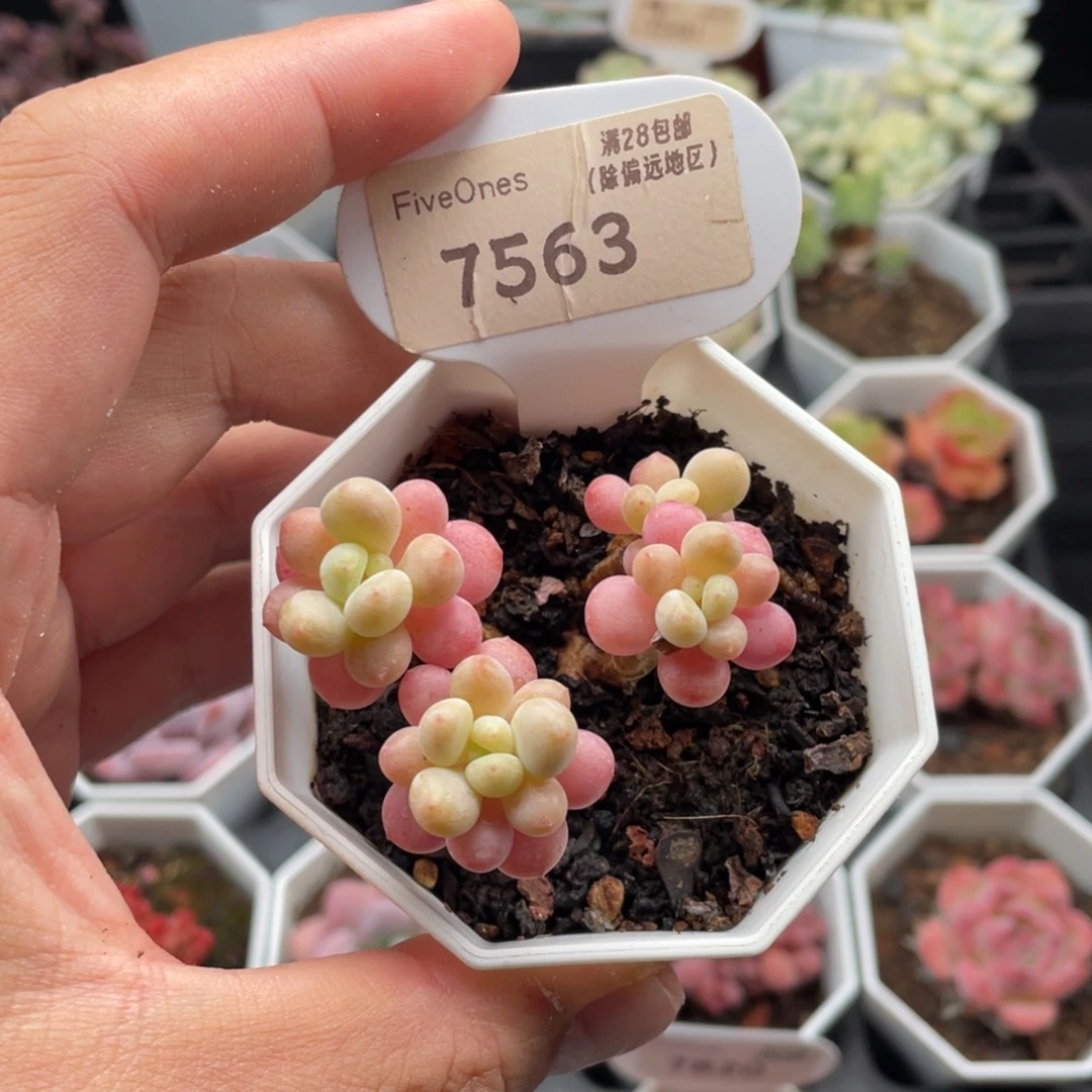 鱼子酱7563-5厘米