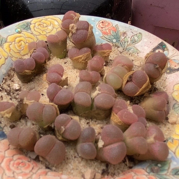 2551双头日本原株红风铃一颗