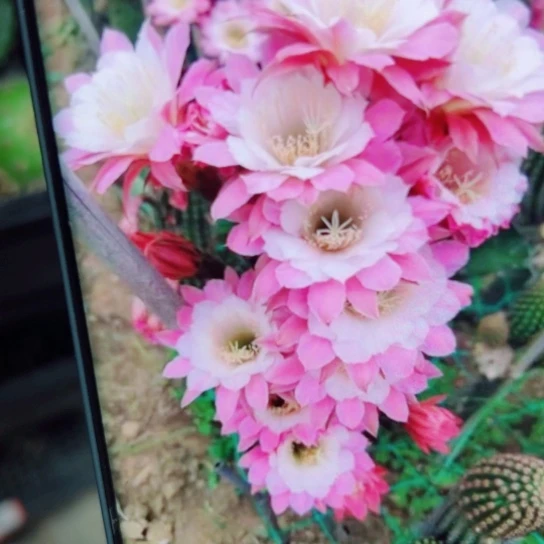 下25金妞菲德尔歪无根侧芽5公分左右20包邮