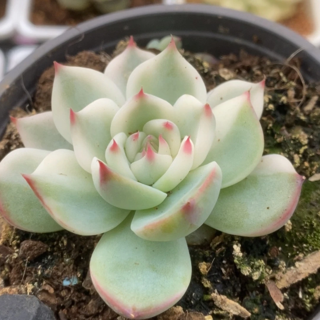 679锦锦锦锦锦锦锦锦