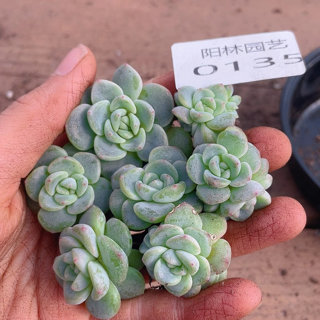 多肉植物多肉植物 135