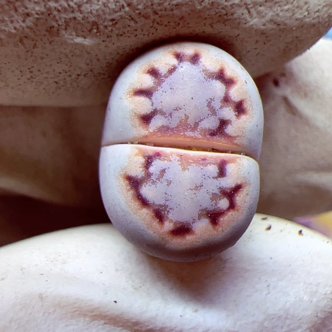 115 优秀的肉肉75