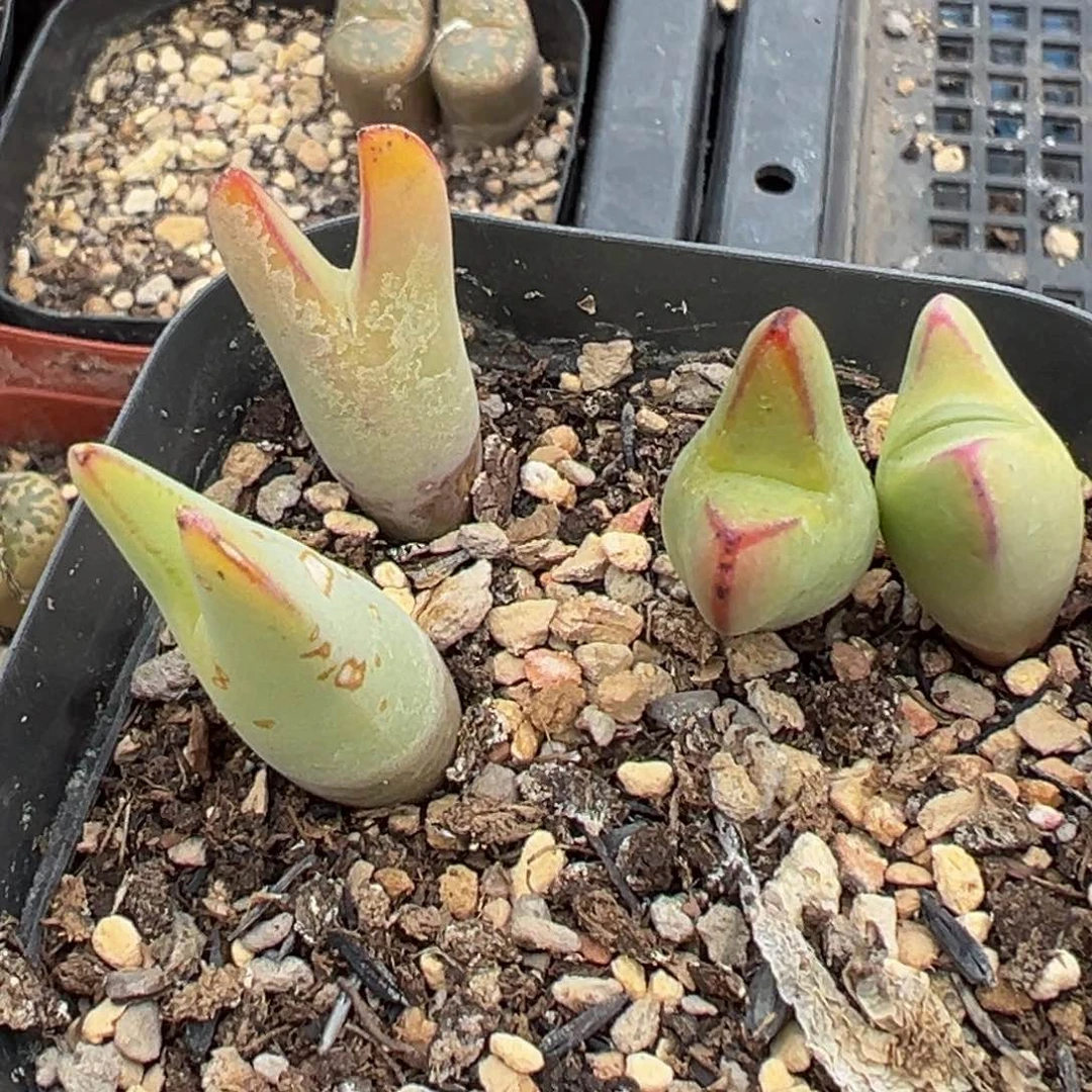 多肉植物111111111111111111