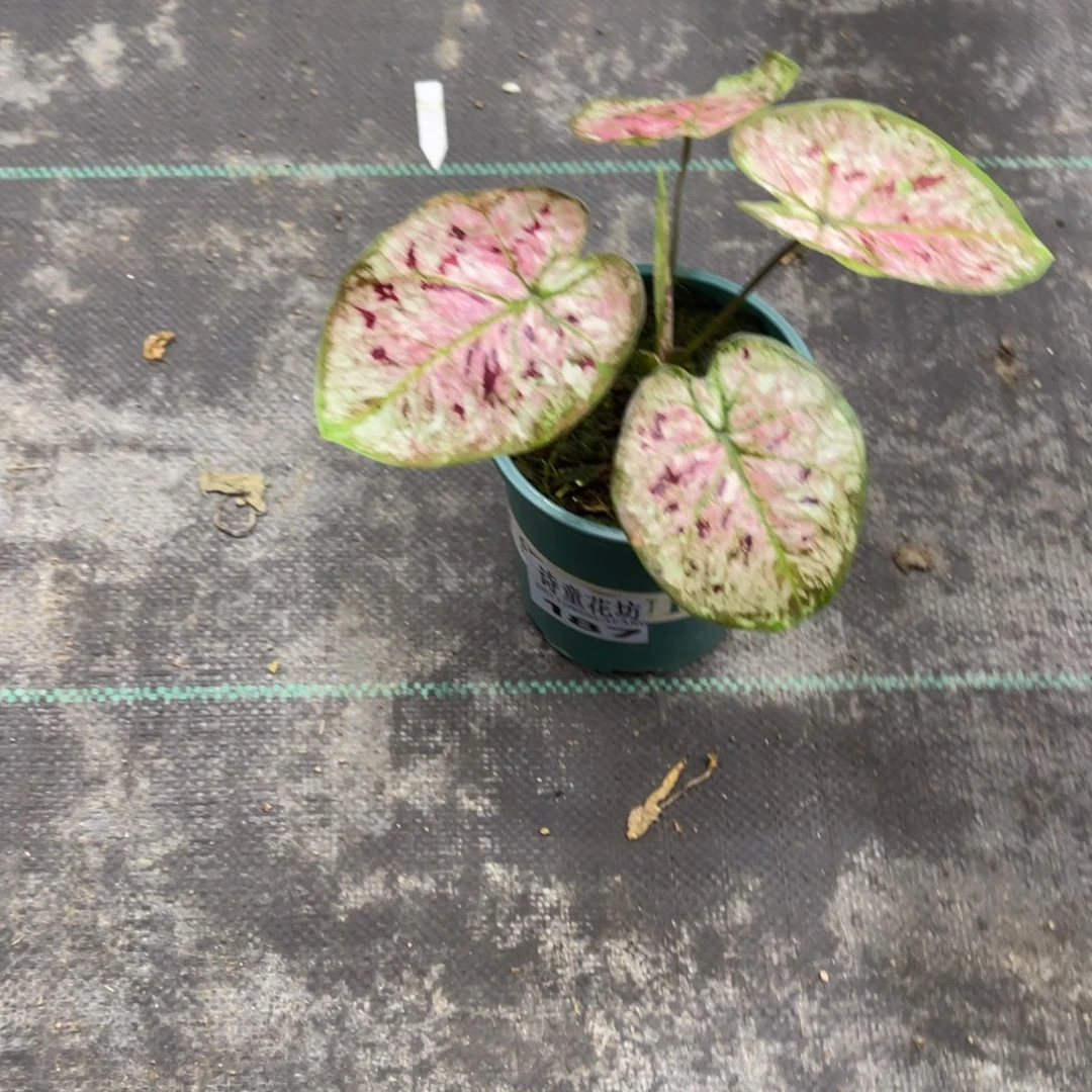 *****无花朵            187花木兰不包售后