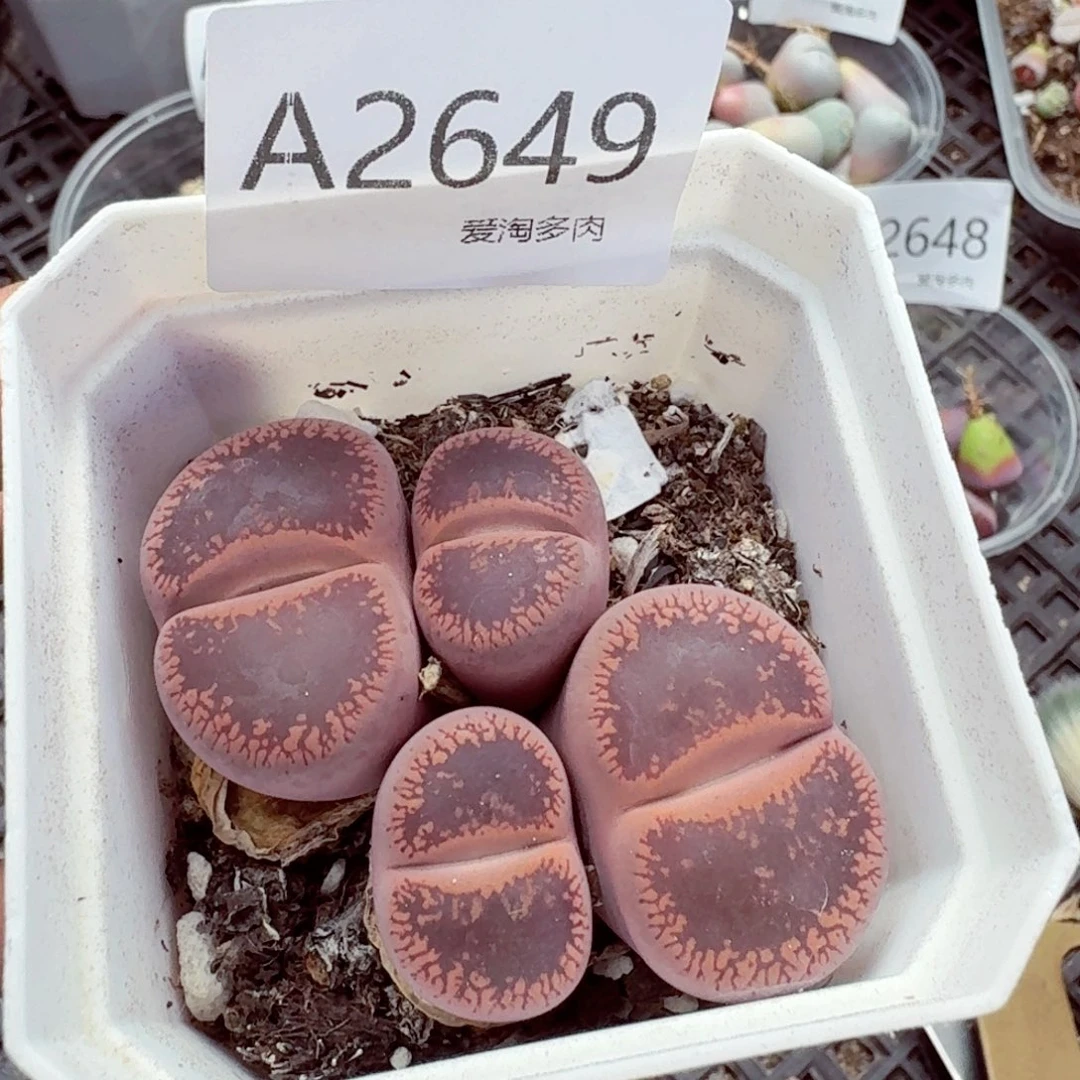 2649——生石花 肉锥