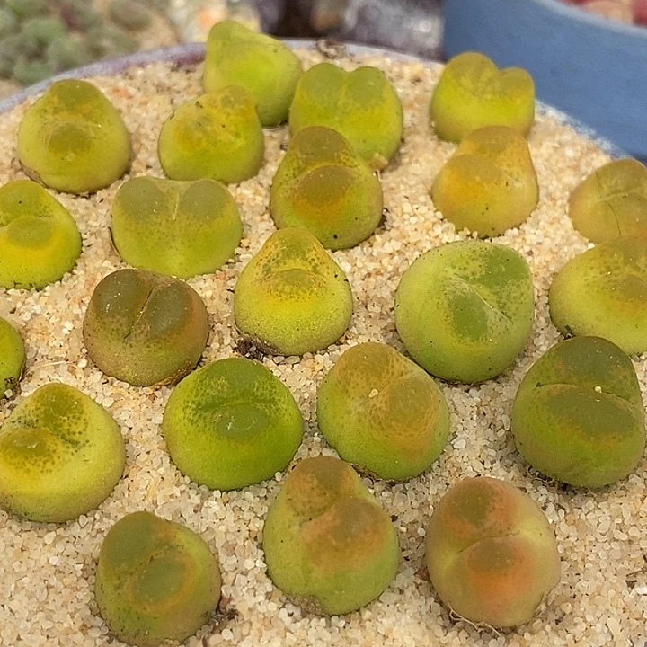 拉登杂一组两颗