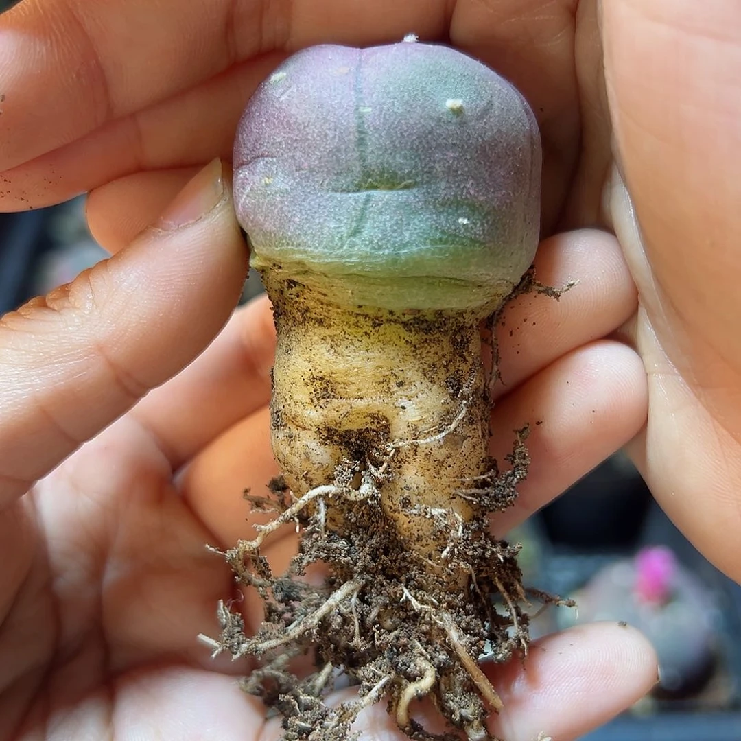 实生紫肌勒骨乌2.8公分