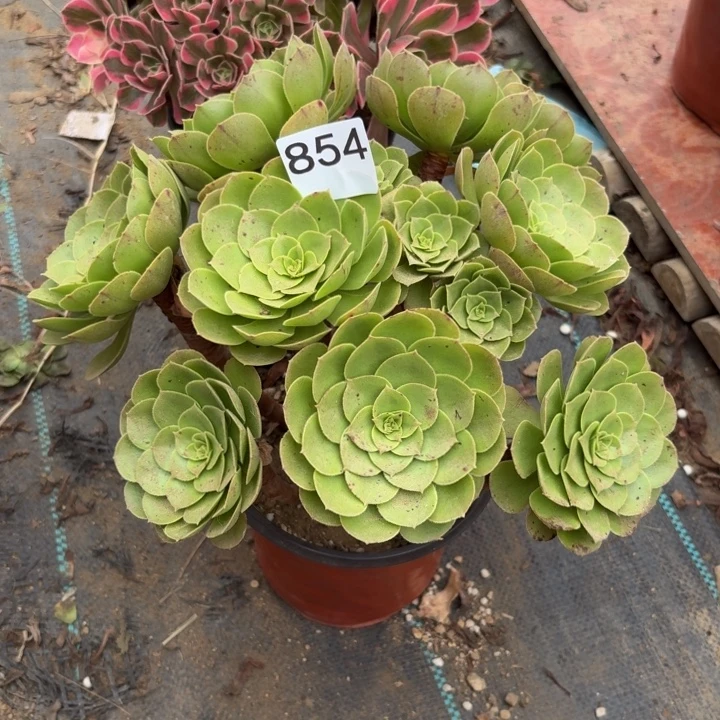 圣罗兰多肉植物不包损854