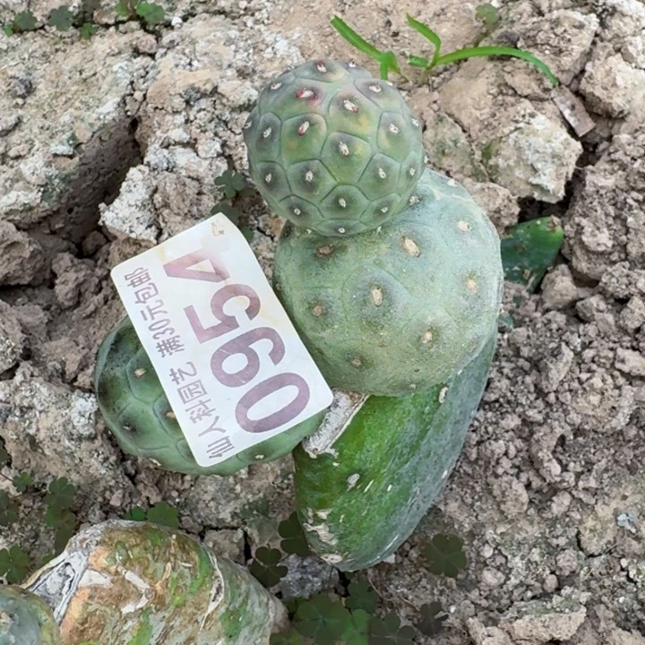 无花朵陆*、0954无刺习一号西一