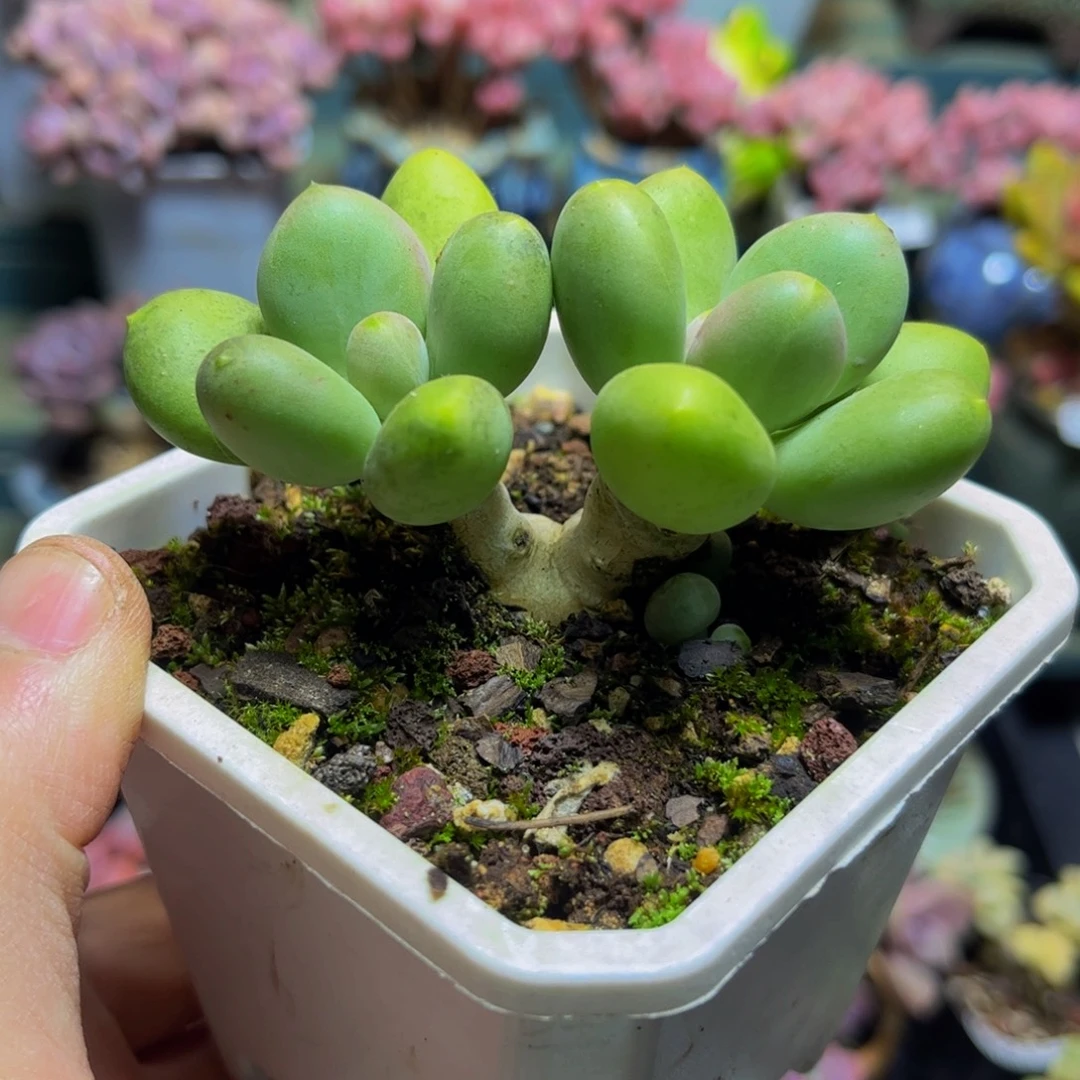 125芒果奶9厘米多肉