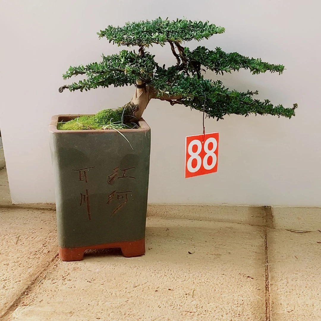 绿植盆栽一物一拍