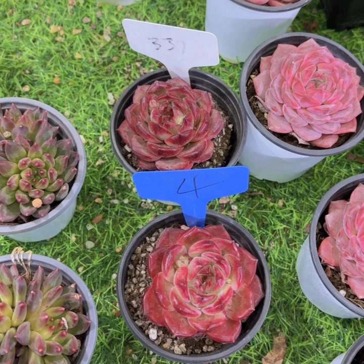 小*迷我的小可爱们都好可爱