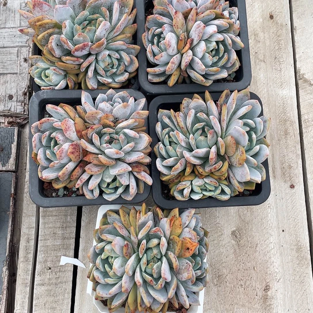 血斑黄皮橙梦露五个一组125