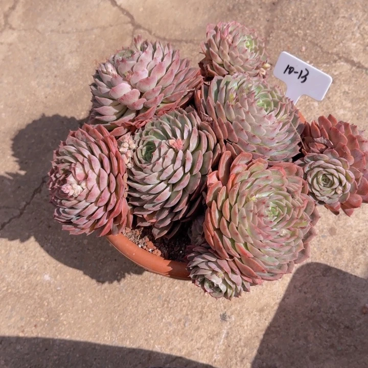 10-13奥普多有植物