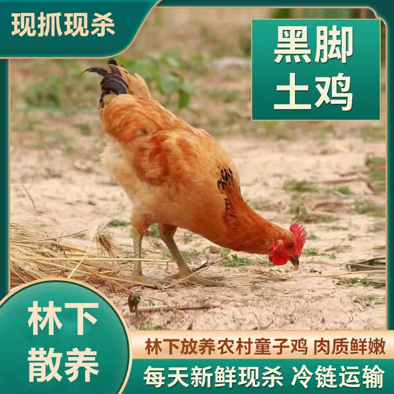 【兴旺】4只放养120天黑脚童子鸡净膛发货单只净重1.4斤
