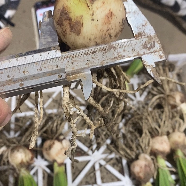 争艳朱顶红4.5以上