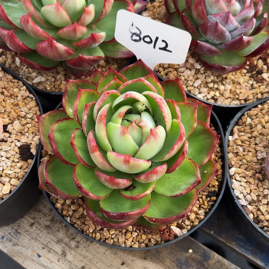 大***虫惊鸿仙子一物一拍8012号