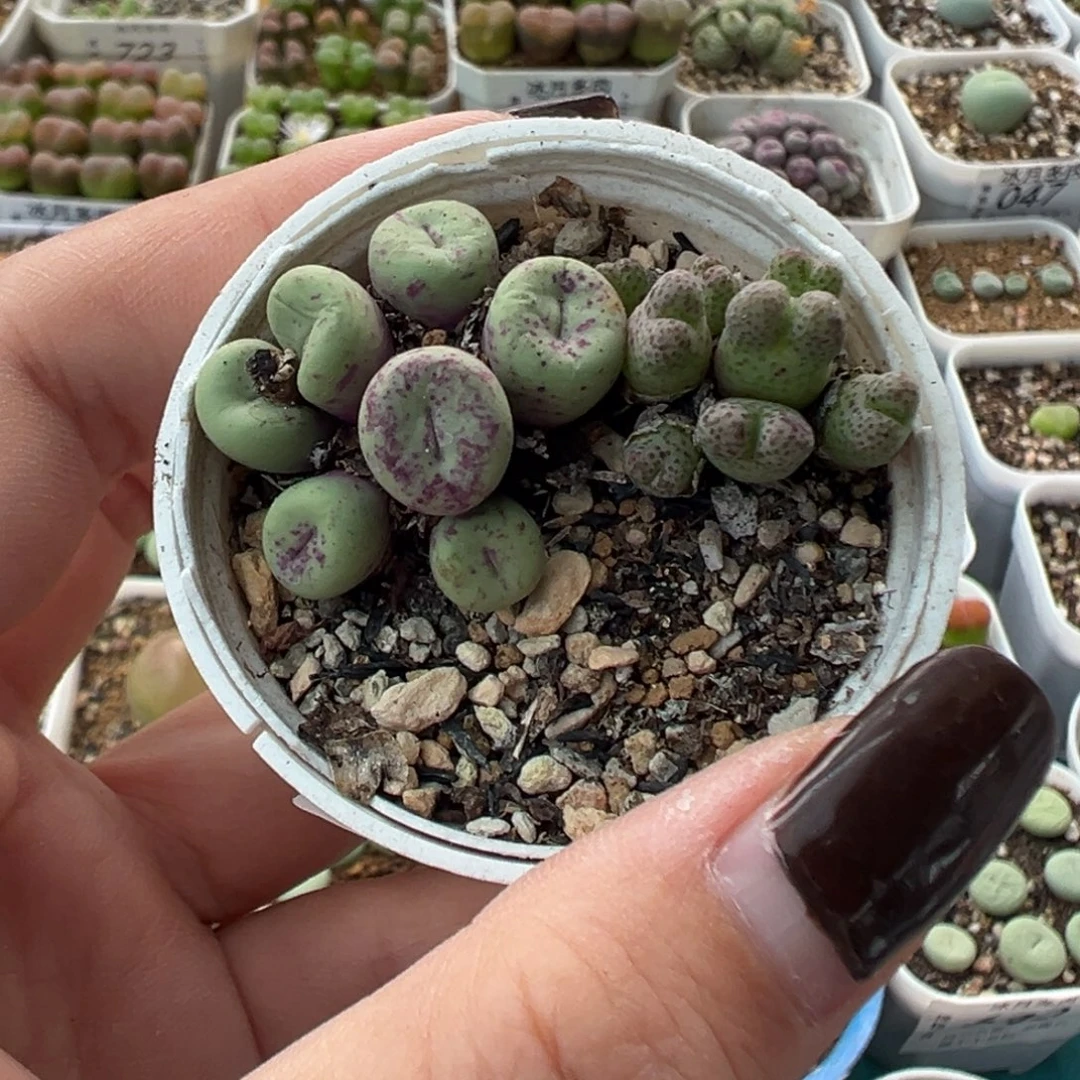 004红嘴和斑马带盆土发货