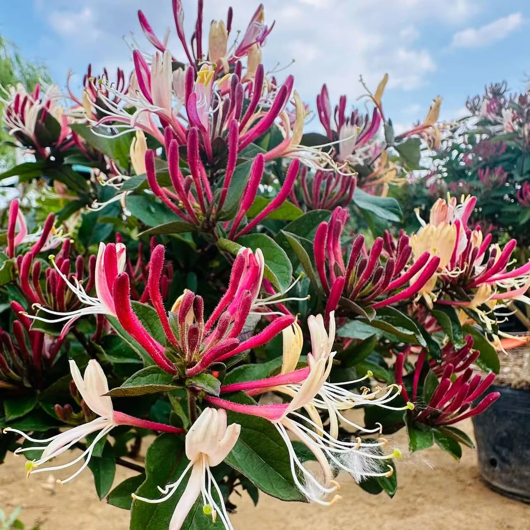 四季金银花树苗盆栽地栽放青松花香客厅室内庭院花卉绿植茉莉茶几