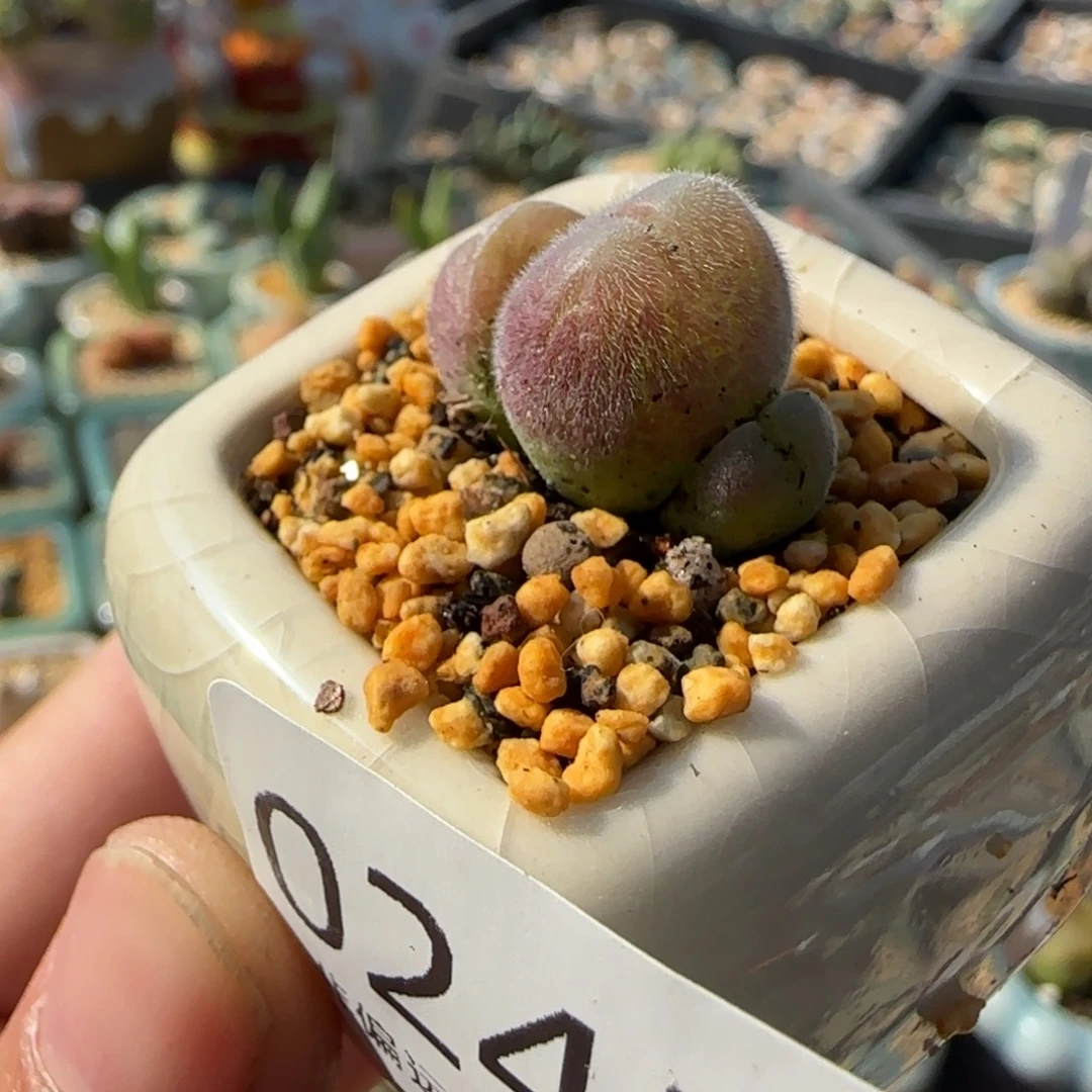 0245-一物一拍 带盆