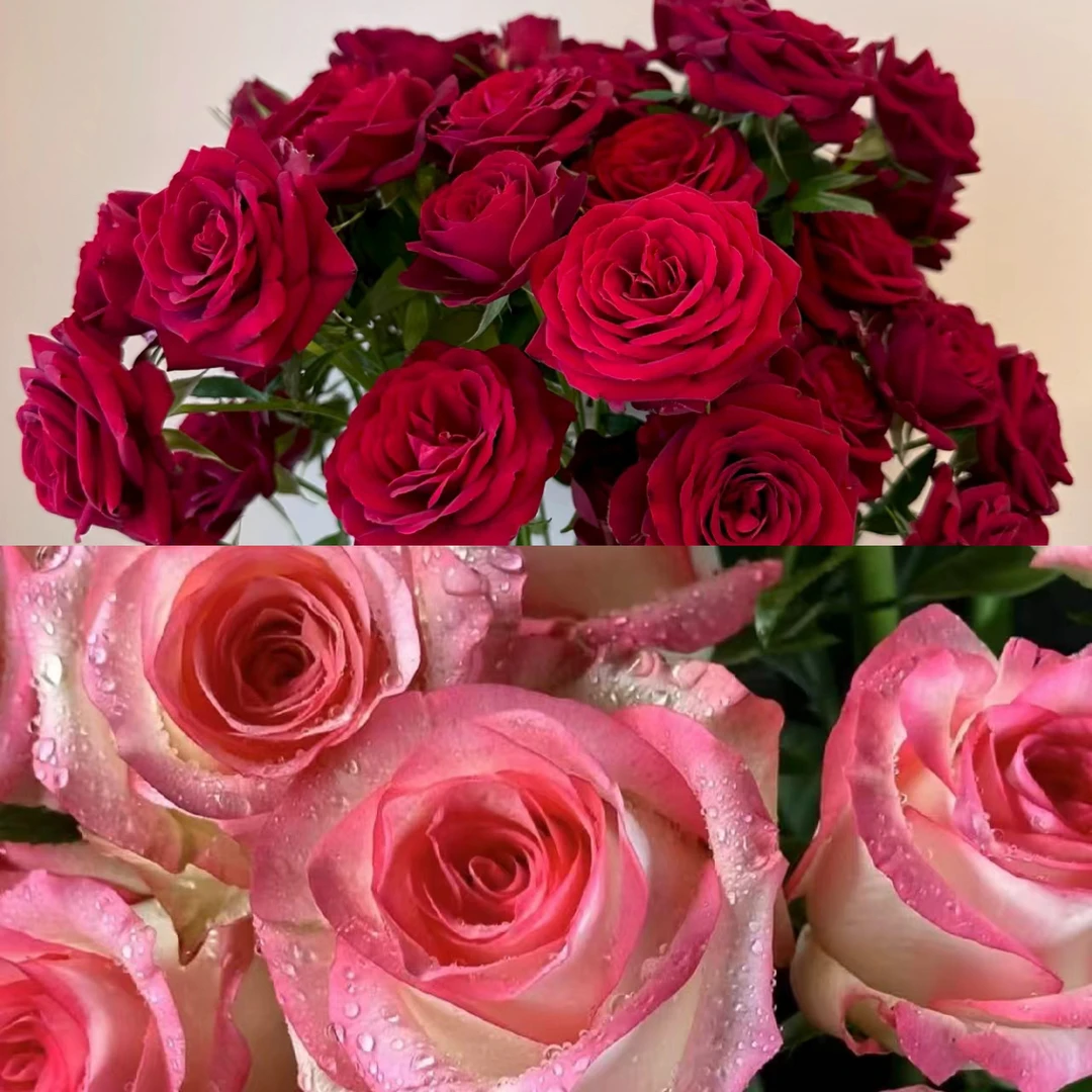 【艾莎（强笋发货）+红丝绒】180盆月季 阳台庭院盆栽 多季节重复开花