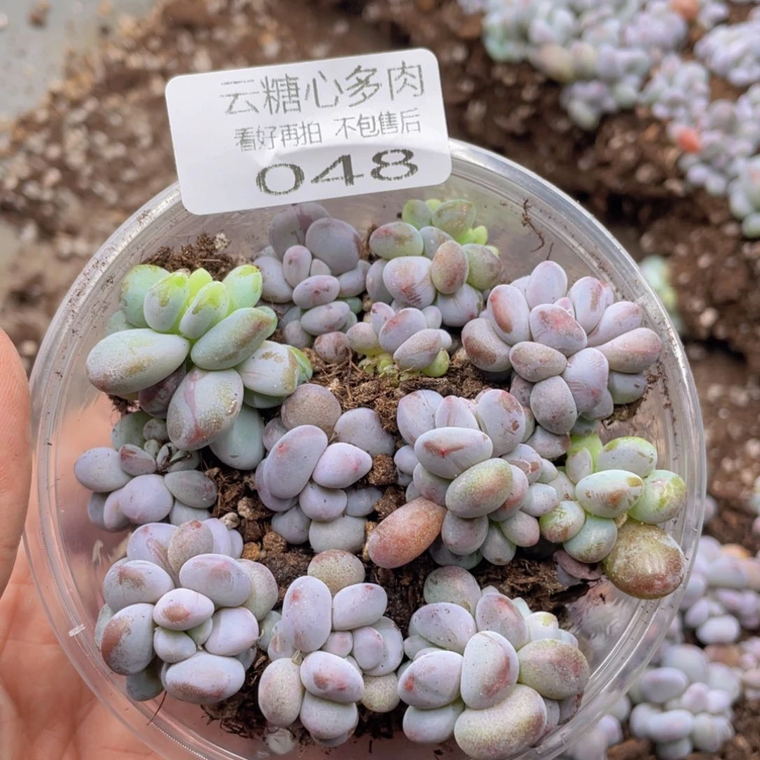 云糖心多肉植物48