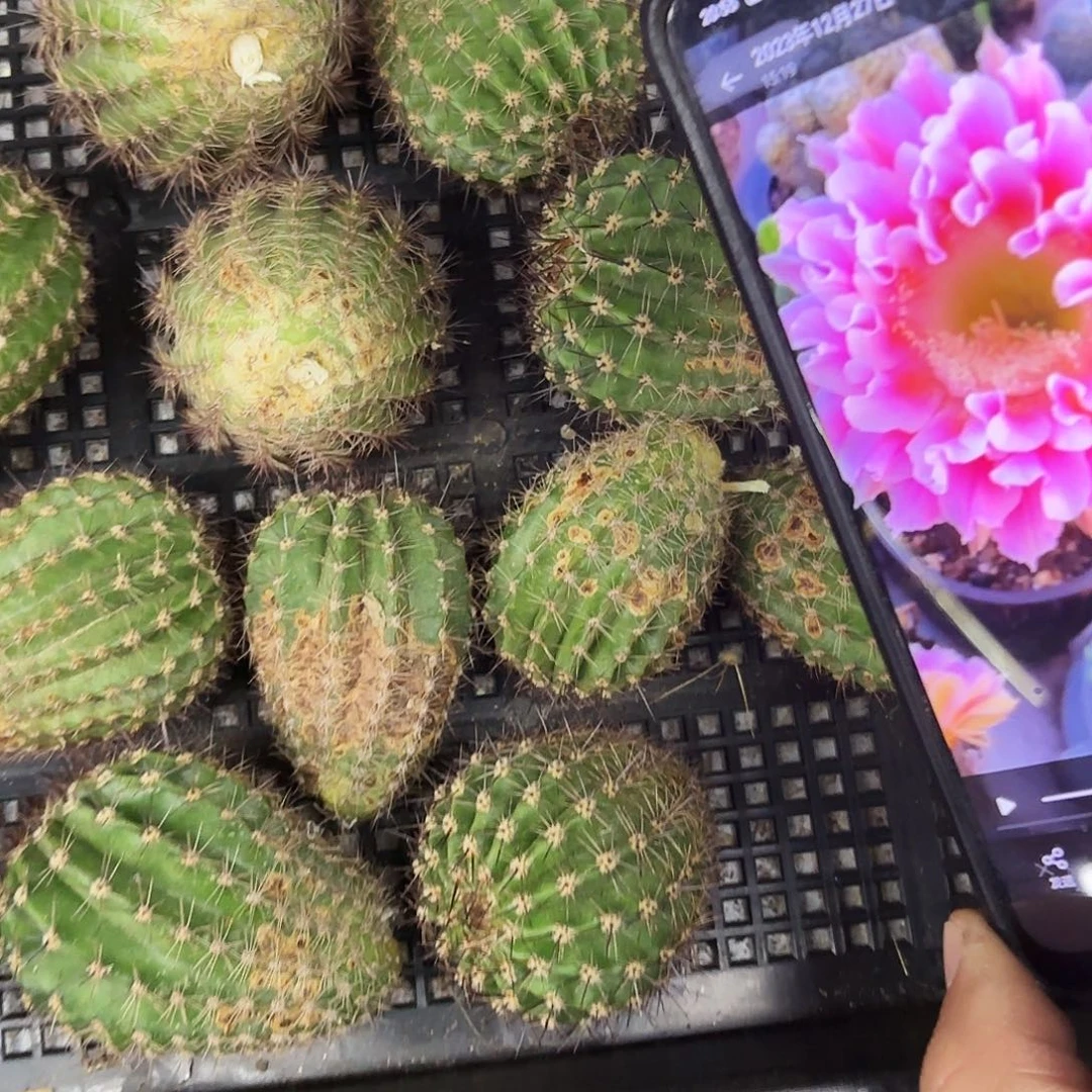 瑕疵云羽彩2颗斑侧牙20包邮仙人球9