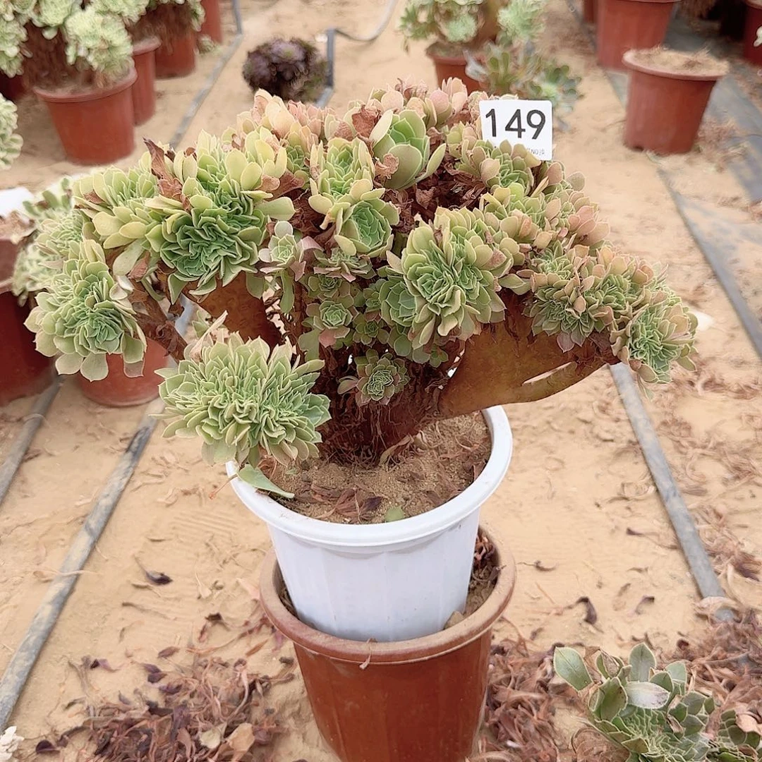 149玫瑰朵朵一颗呀呀