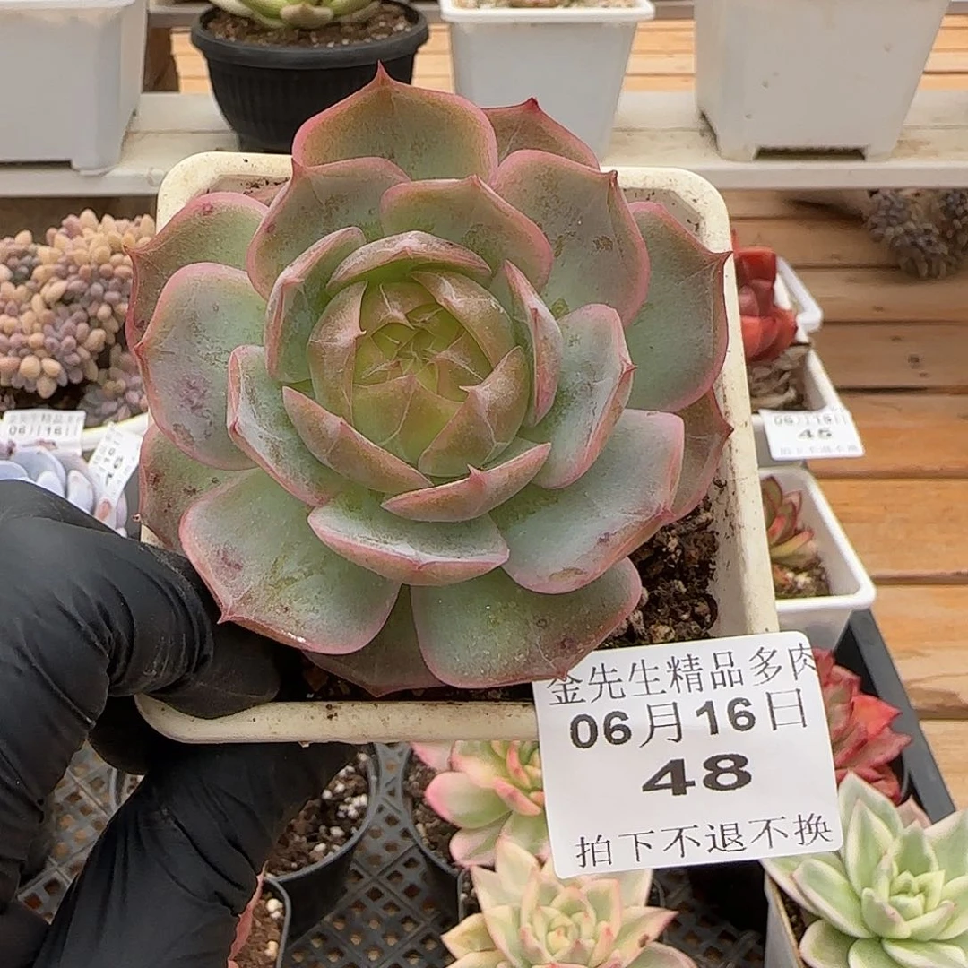 0616-48琉璃盏单头