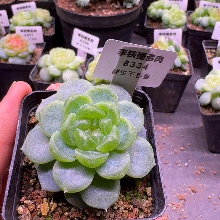 8334楼兰一物一拍5cm盆