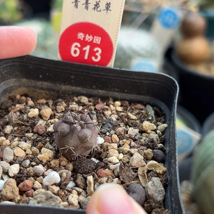 实生优选黑王丸1.6cm