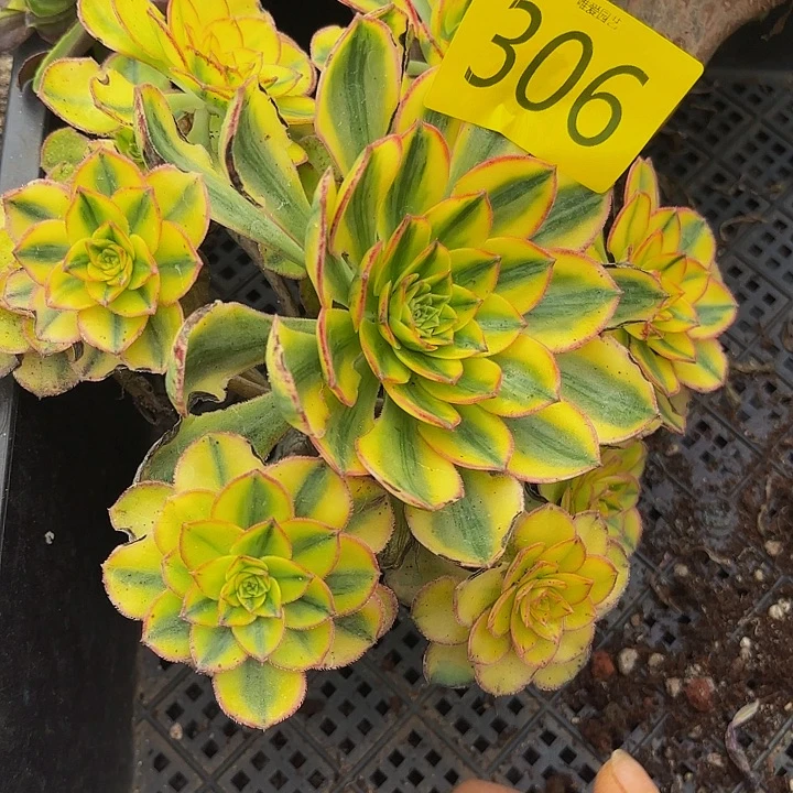 多肉植物太阳神的306大