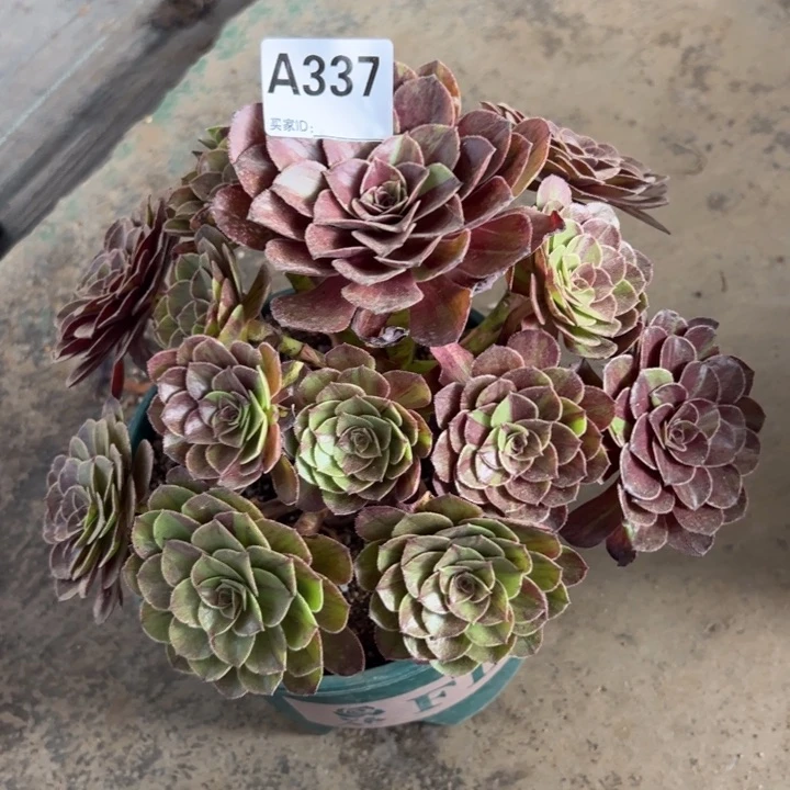 337花月夜22厘米半木