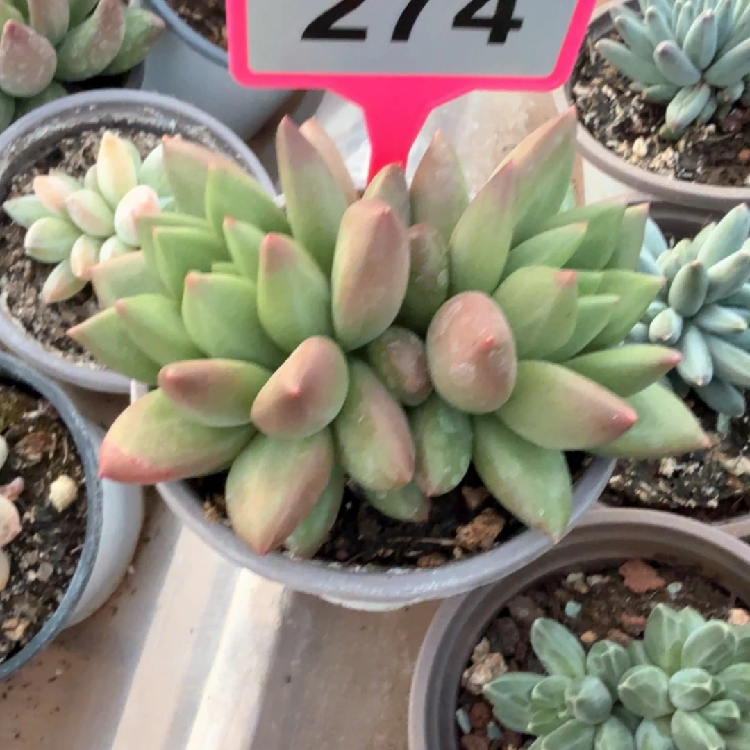 米其林多肉植物274
