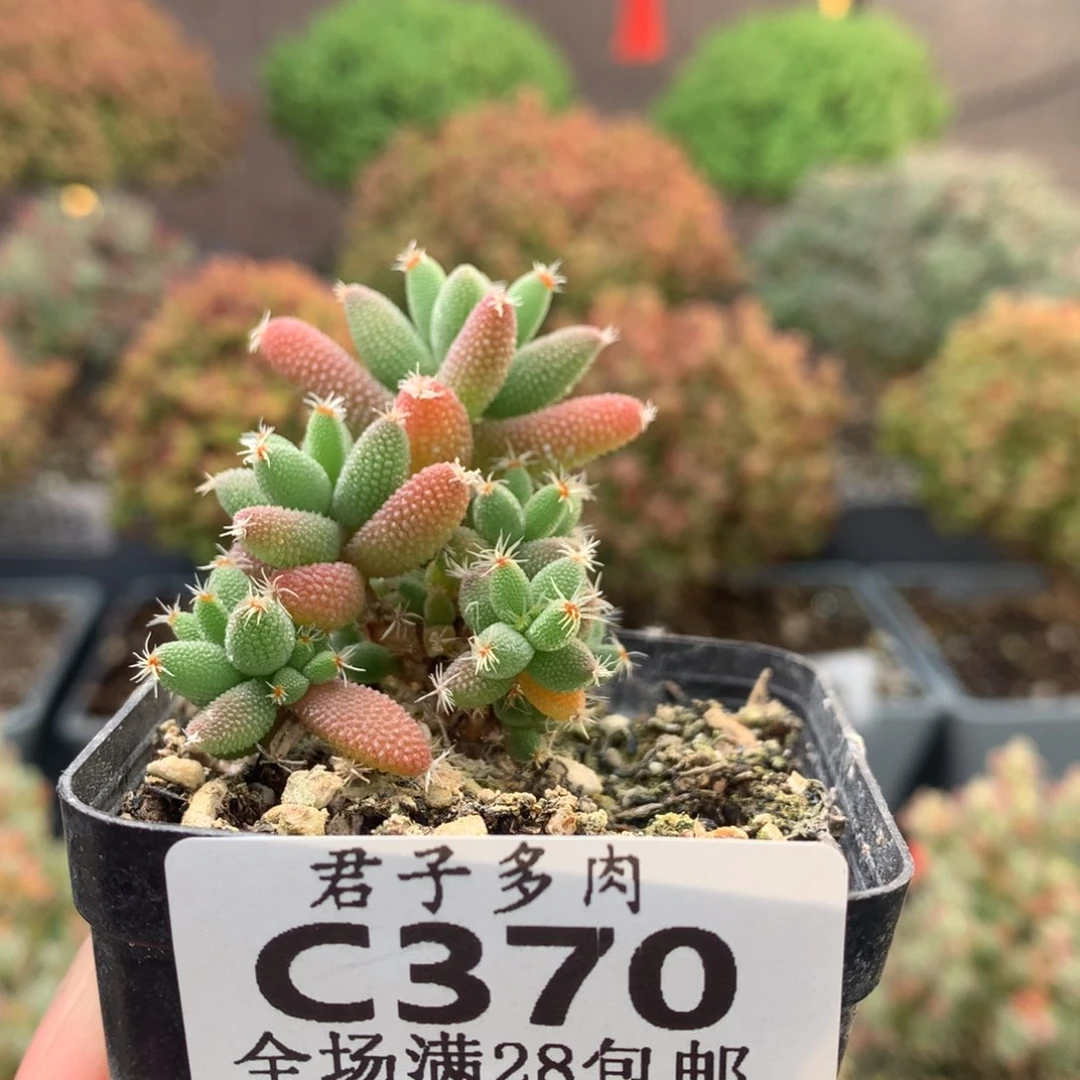 c370玉米枝干番杏