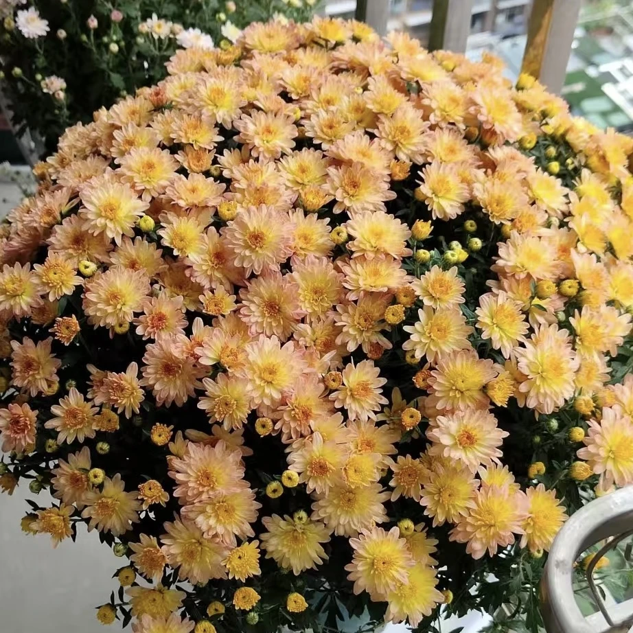 绚秋净妆球菊盆栽多年生庭院阳台耐热耐晒爆花强新手易养护发货快