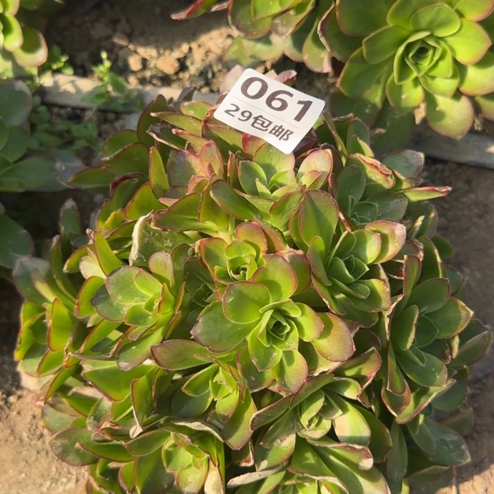 魅金……多肉植物的