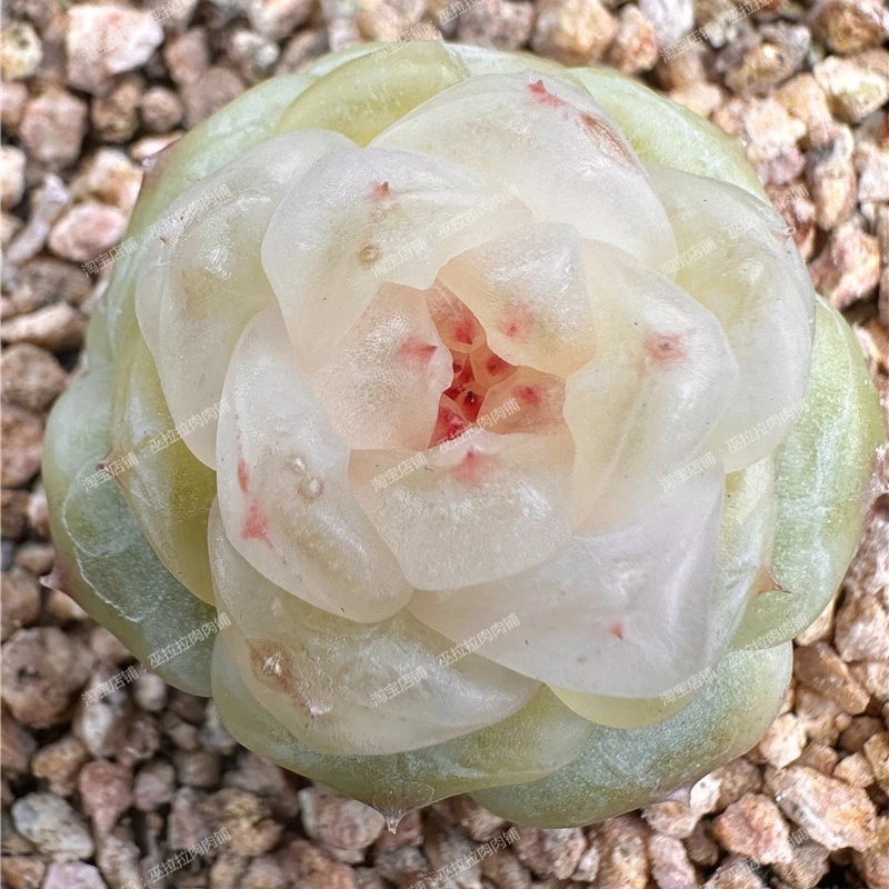 巫拉拉肉肉铺2025-5-28 直播链接1号（001-020）