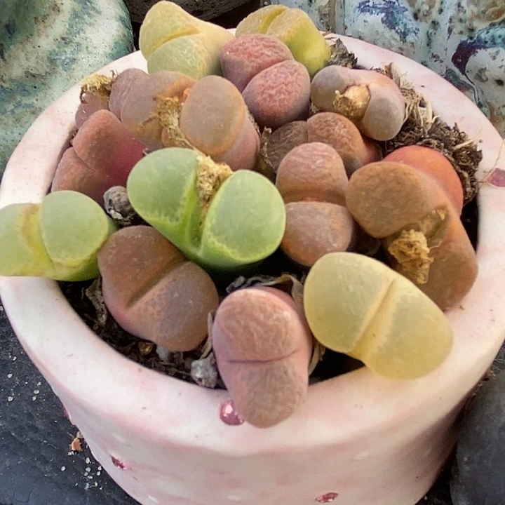 母本风铃混合10颗