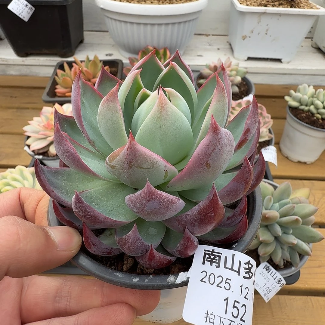 惊鸿仙子111213-152